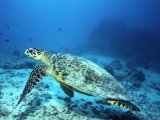 The Maldives, turtle