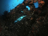 The Maldives, wreck glassfish