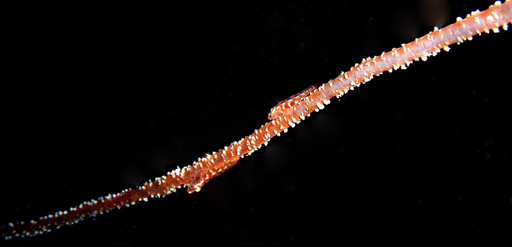 Goby Pair on Whip Coral