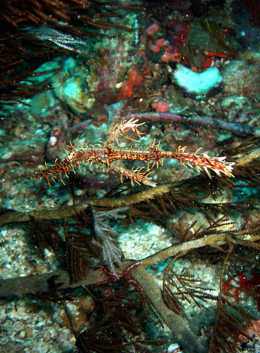 Ornate Ghostpipefish picture