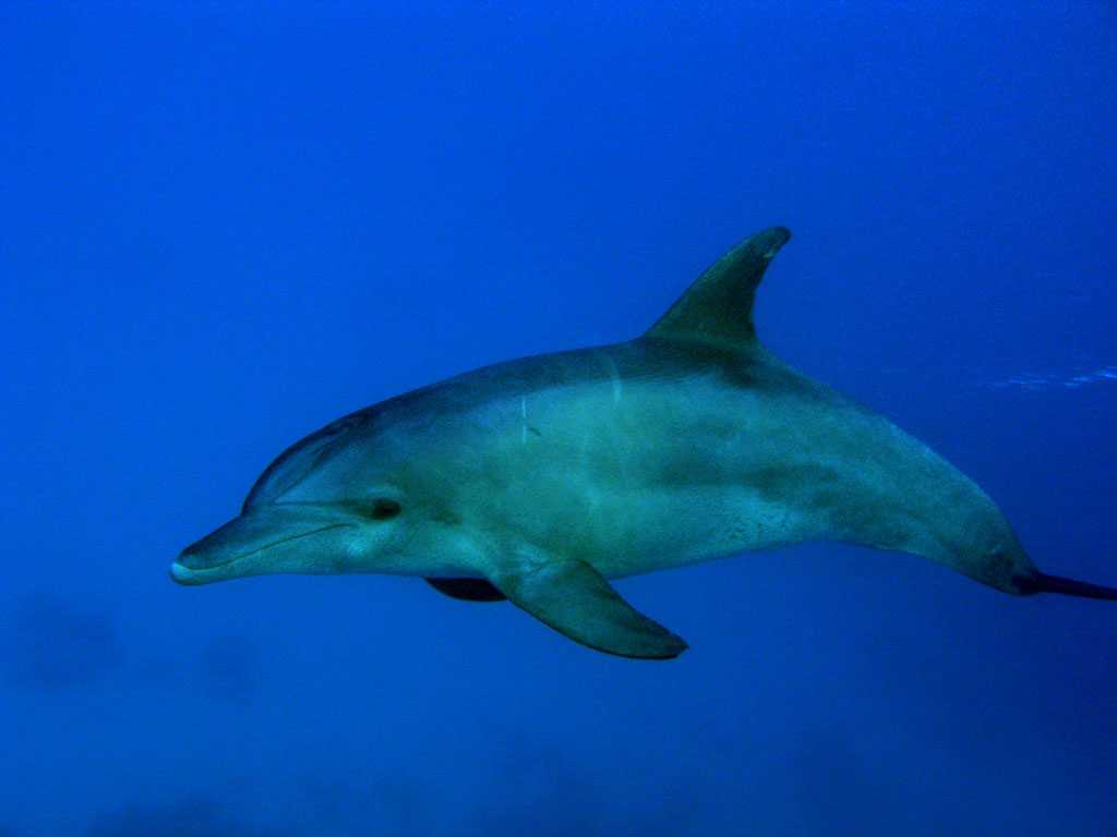 Dolphin, Mnemba Island