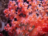 Soft Coral, Shaab Fargha, Red Sea