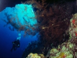 Soft Coral, Dungus Reef, Red Sea