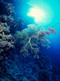 Soft Coral, Shaab Fargha, Red Sea