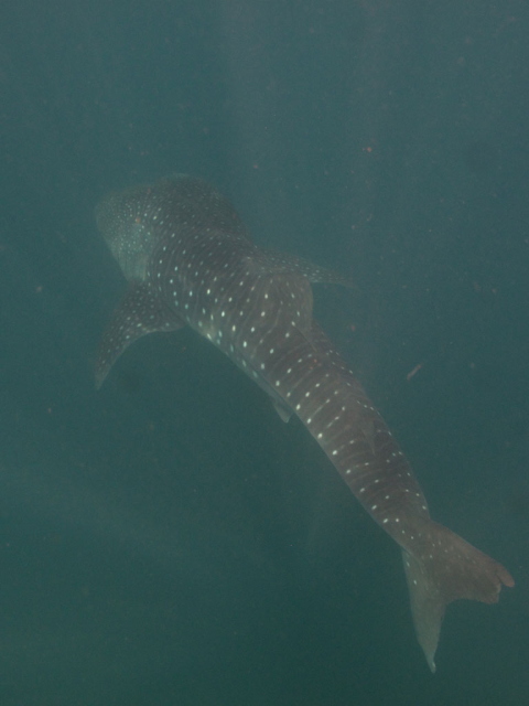 Whale Shark