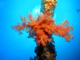 Carnatic Soft Coral