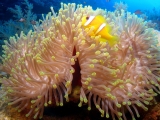 Anemone and Clownfish on Daedalus Reef, Red Sea