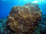Coral head on Daedalus Reef, Red Sea