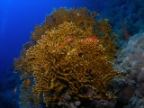 Fire coral on Daedalus Reef, Red Sea