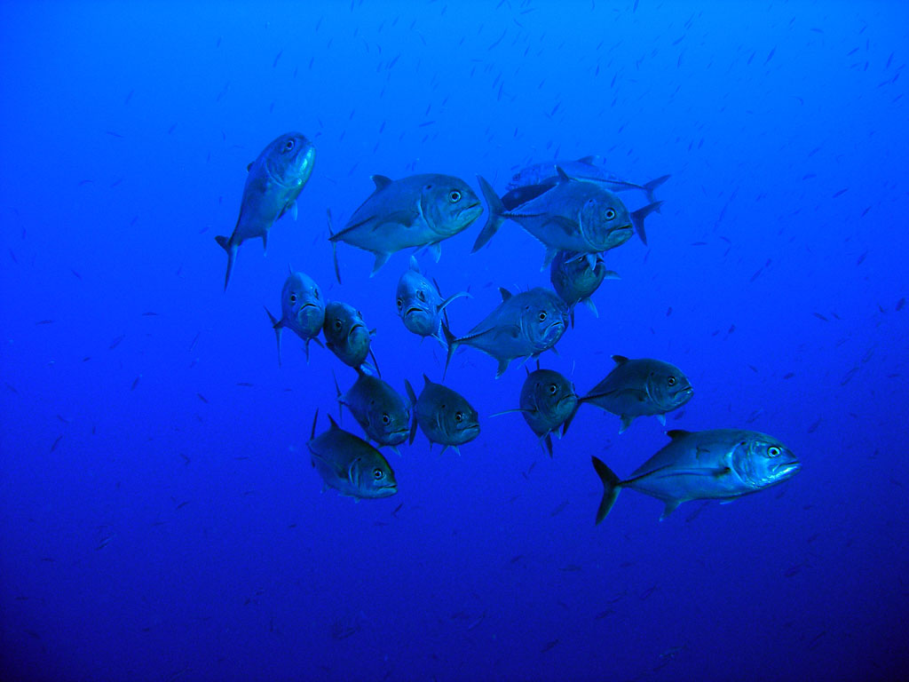 Trevaille photo