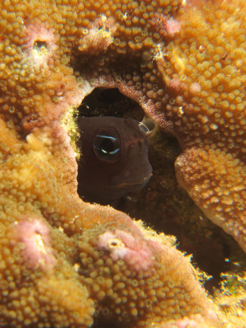 Blenny