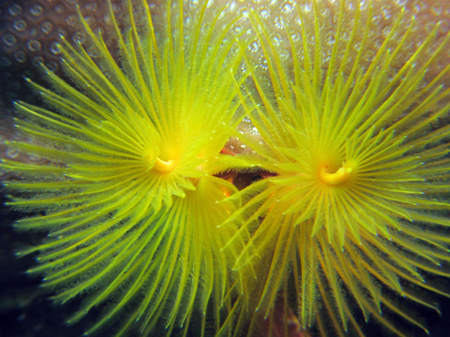 Christmas Tree Worm