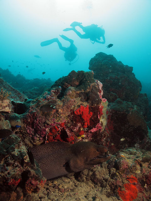 moray eel and diver