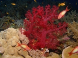 Soft coral on Elphinstone Reef, Red Sea
