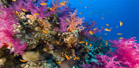 Diving Hurghada, Red Sea - SCUBA Travel