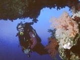 SCUBA Travel webmaster with soft corals
